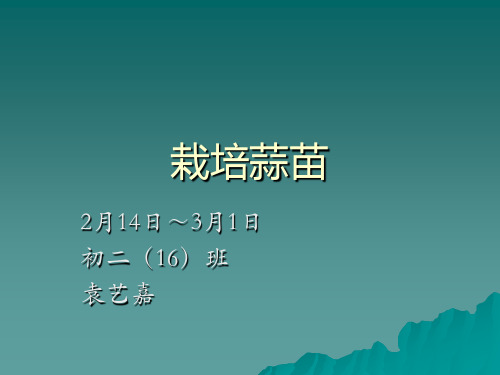 蒜苗蒜黄生长过程 PPT课件