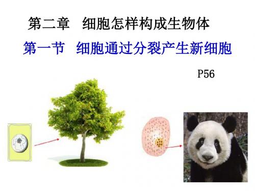 七年级上册生物第二单元第二章第一节细胞通过分裂产生新细胞