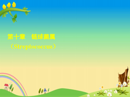 微生物 精品课件：10章链球菌属
