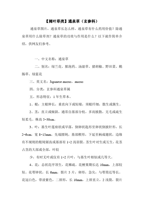 【阔叶草类】通泉草(玄参科)