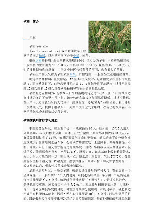 水稻常见名词
