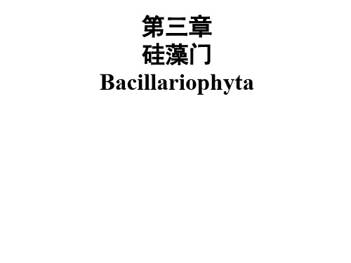 3.硅藻门07 