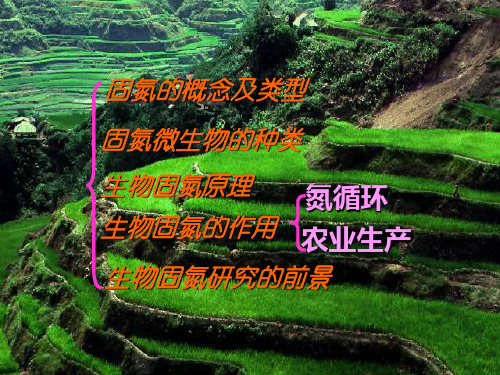 固氮复习PPT教学课件