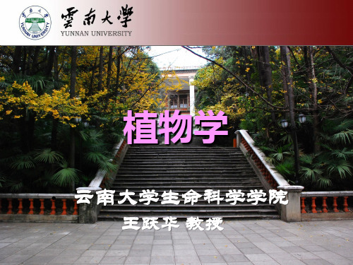 1植物学绪论