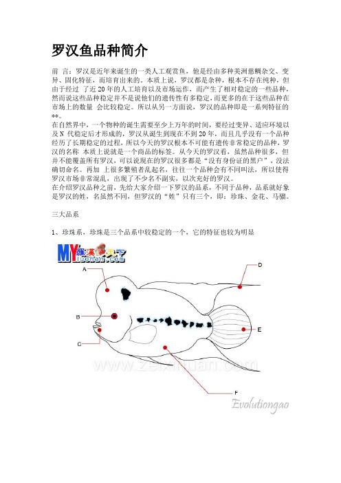 罗汉鱼品种简介