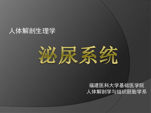 人体解剖生理学-泌尿系统
