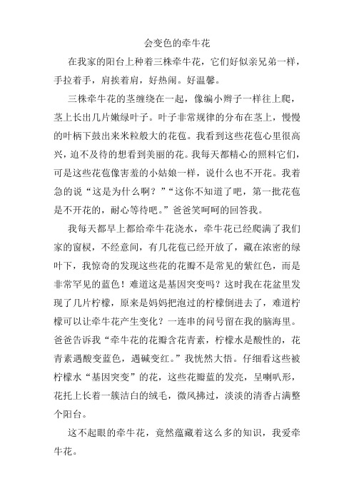 会变色的牵牛花