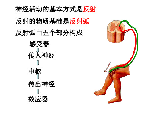 感觉传导路