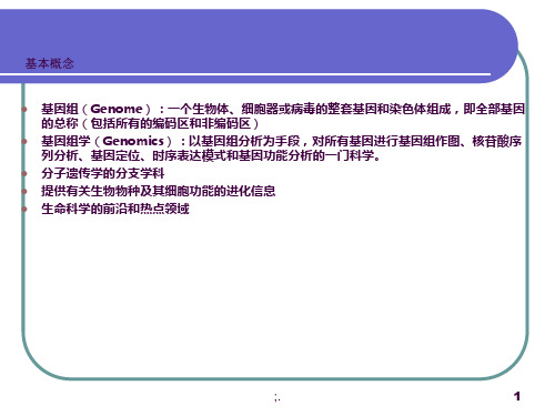 基因组学  .遗传作图 3 物理图ppt课件