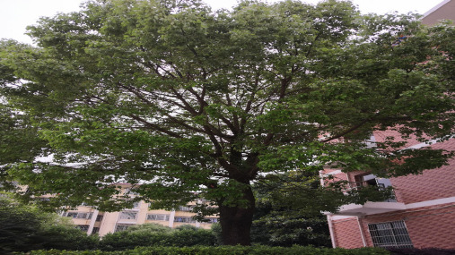 三年级上册科学课件 我看到了什么 l 教科版 (共10页)PPT
