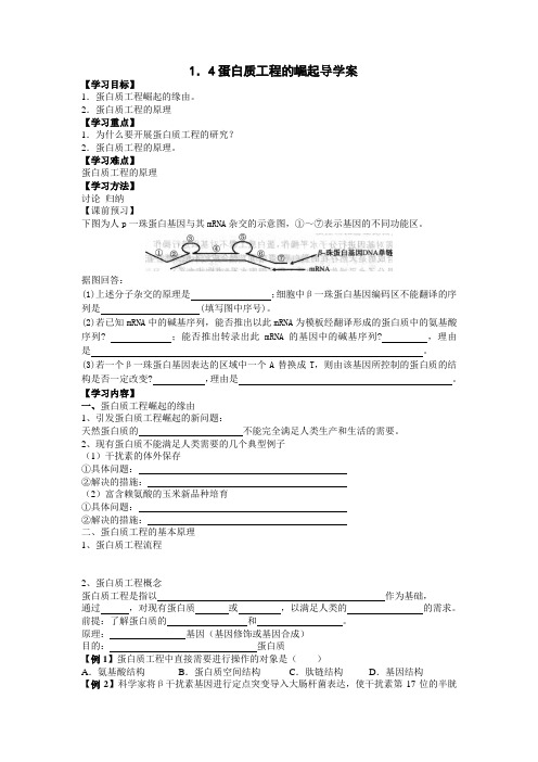 蛋白质工程的崛起 导学案