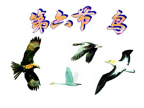 第六节 鸟 (共26张PPT)