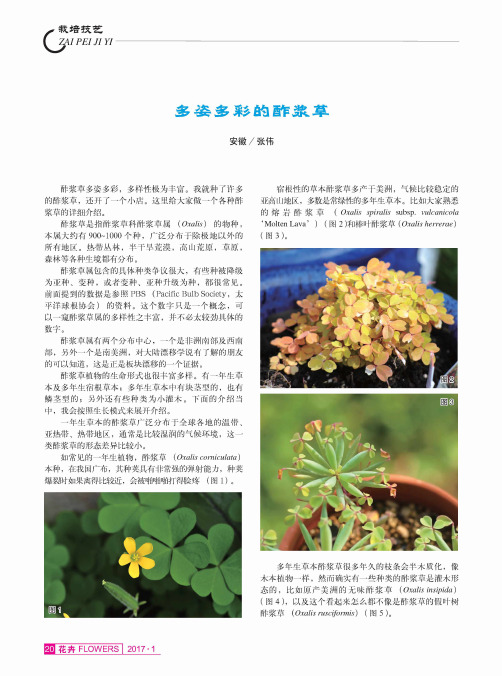 多姿多彩的酢浆草