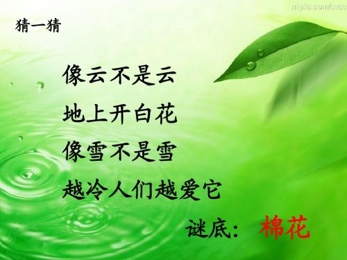 一年级下册《棉花姑娘》PPT