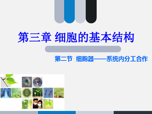 高中生物必修一课件第三章 3.2.1  细胞器——系统内的分工合作 严