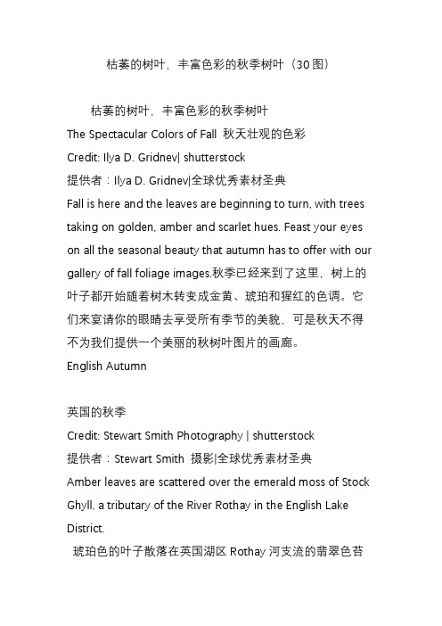 枯萎的树叶,丰富色彩的秋季树叶(30图)