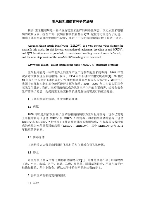 玉米抗粗缩病育种研究进展