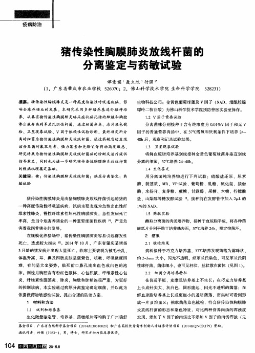 猪传染性胸膜肺炎放线杆菌的分离鉴定与药敏试验