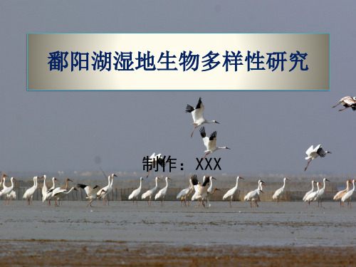 鄱阳湖湿地生物多样性研究