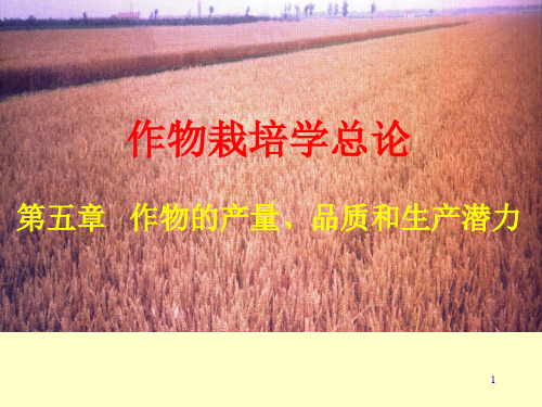 现代农艺技术  第五章   作物的产量、品质和生产潜力