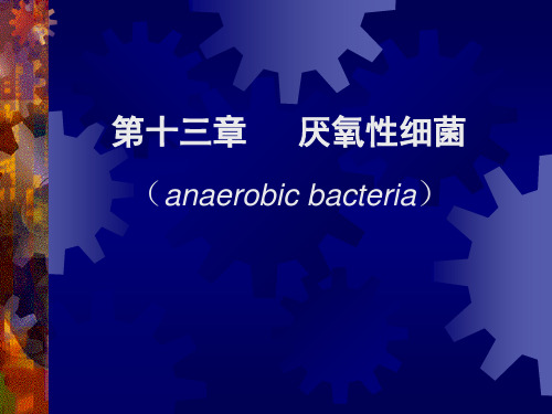 13 厌氧性细菌