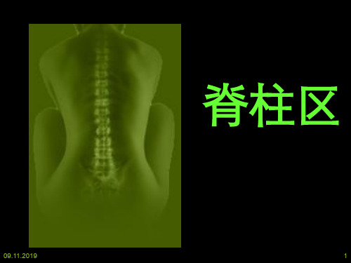 局部解剖背部课件-PPT精选文档23页