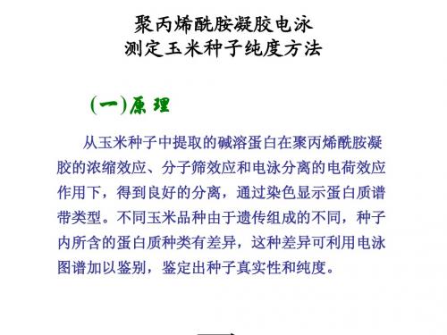 聚丙烯酰胺凝胶电泳