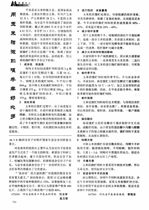 用玉米秸微贮喂牛羊好处多