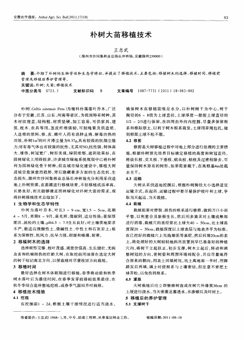 朴树大苗移植技术