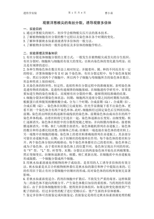 观察洋葱根尖的有丝分裂,诱导观察多倍体