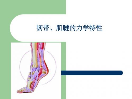 韧带肌腱的力学特性 ppt课件