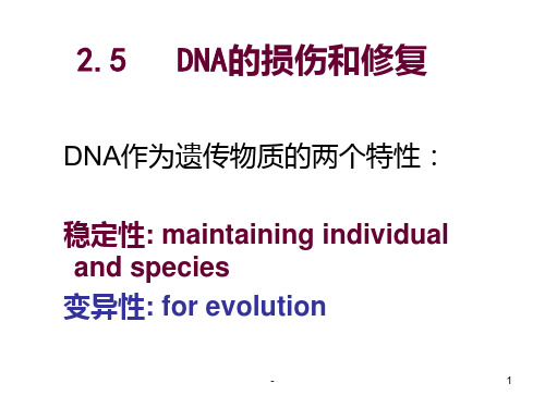 4-DNA的修复和转座分子生物学PPT课件