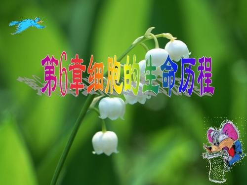 有丝分裂课件