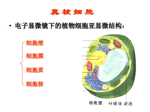 2019年浙科版高中生物高考选考复习课件：细胞的结构与功能 (共33张PPT)