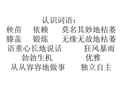 五年级语文   桃花心木  课件
