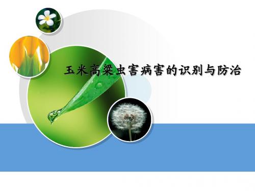 5.24-杂粮害虫