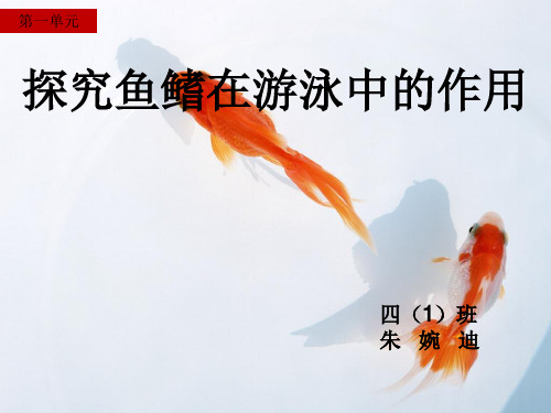 探索鱼鳍在游泳中的作用