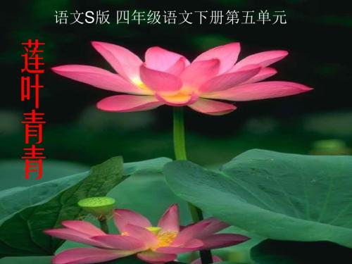 《莲叶青青》PPT课件(语文S版四年级下册课件)之三