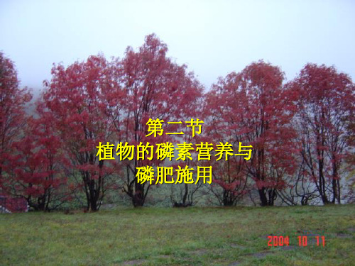 第六章化学肥料磷肥