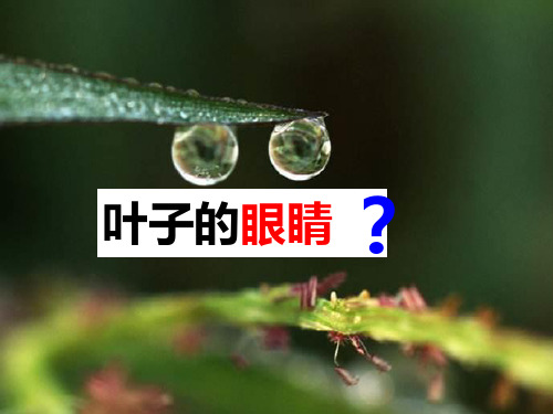 苏教版小学一年级语文下册《叶子的眼睛》教学课件