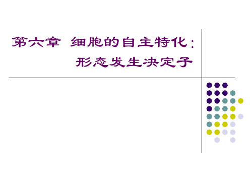 第6章 细胞的自主特化：形态发生决定子