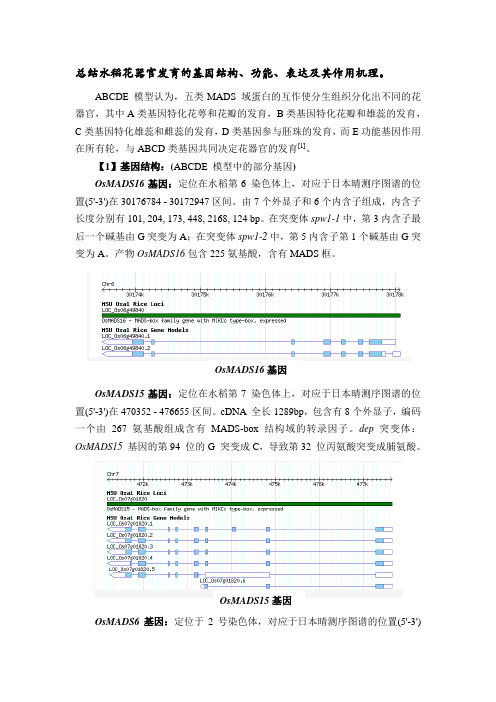 水稻花器官发育的基因