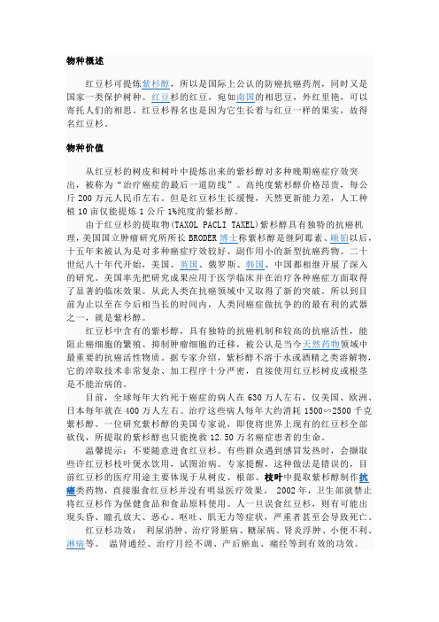 红豆杉
