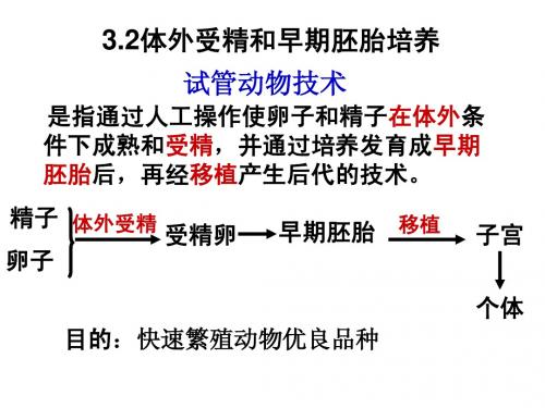 3.2_体外受精和早期胚胎培养