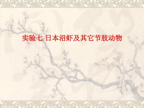 [课件]实验七 日本沼虾及其它节肢动物PPT