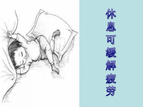 13动物的睡眠