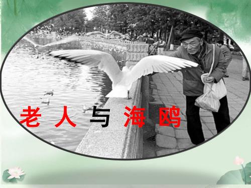 人教版六年级上册语文21老人与海鸥PPT课件(共26张PPT)