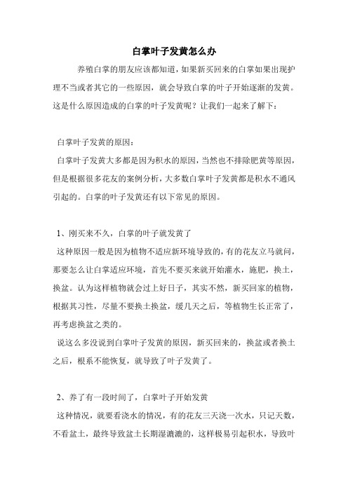 白掌叶子发黄怎么办.doc