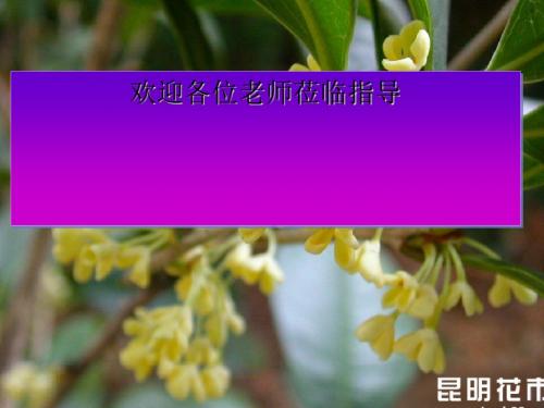鹧鸪天·桂花PPT4