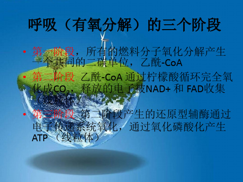 课件：电子传递和氧化磷酸化